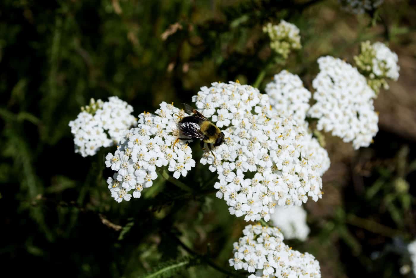 Yarrow – VIRGINIA WILDFLOWERS