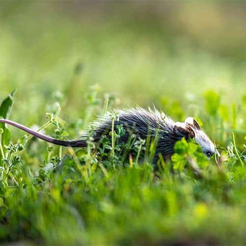 Predict Weather: NEW SPECIES OF ARSENIC-EATING SEA MONKEY!