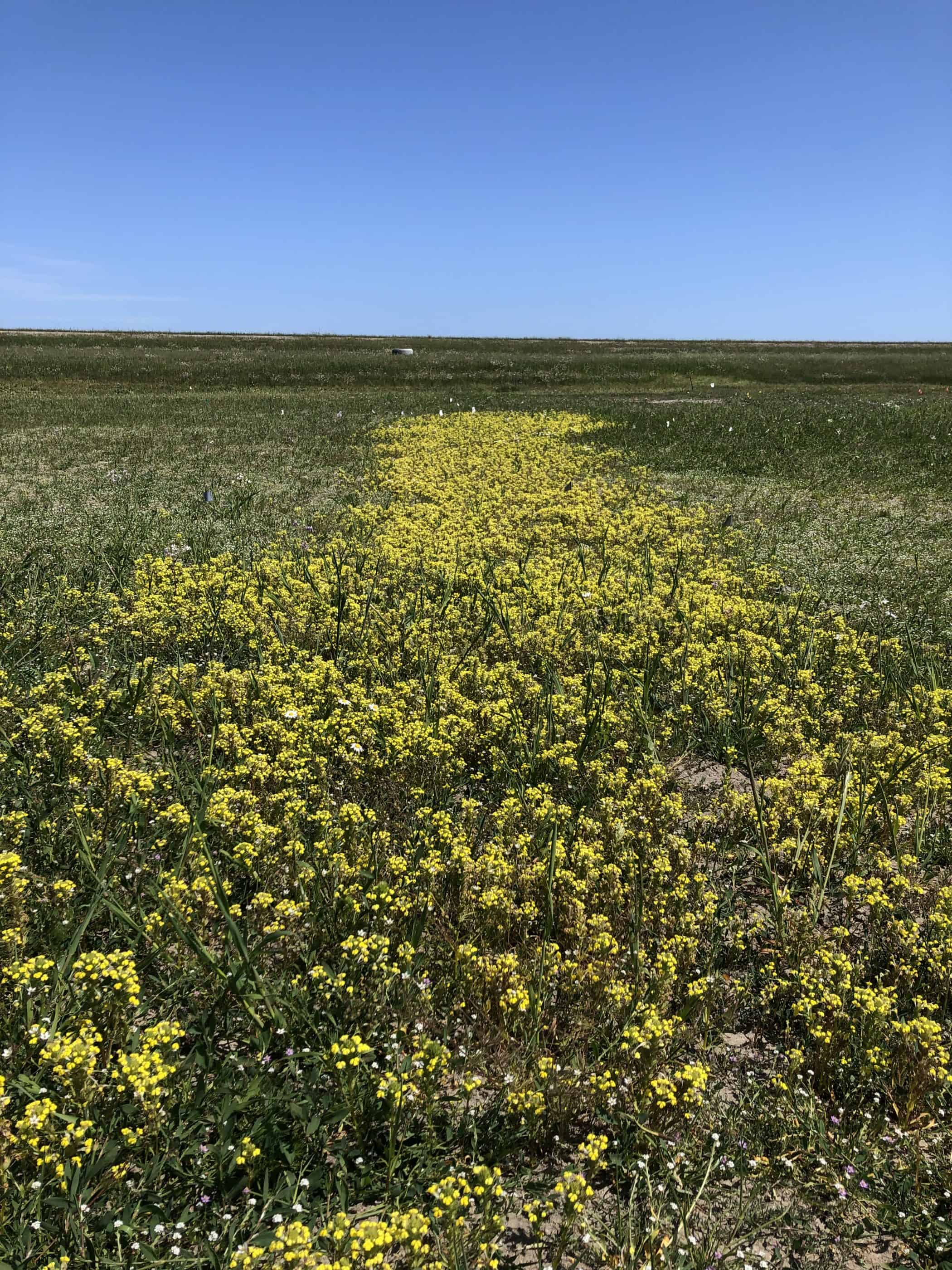 Seasonal wetland with lush yellow flowers