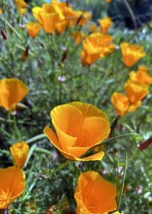 California Poppy orange flowers