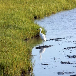 White bird standing in wetland mud