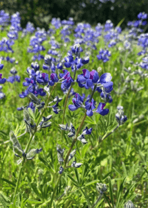 Miniature Lupine blue tiered flowers