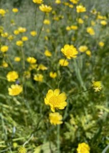 Common Buttercup yellow flowers