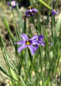 Blue eyed grass purple flowers