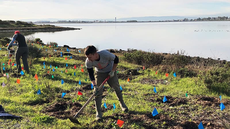 Man digging hole with stakes in the ground on shoreline
