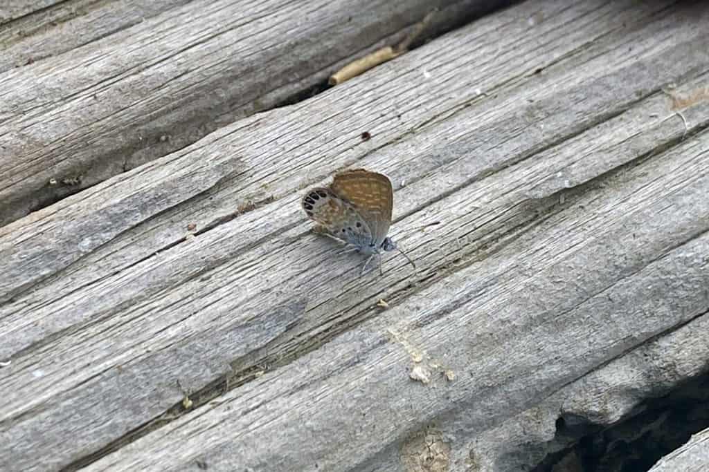 pygmy blue butterfly on wooden dock