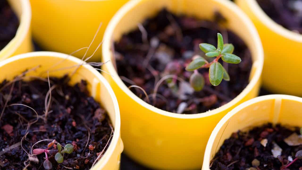 Close-up of seedling growing in yellow pot