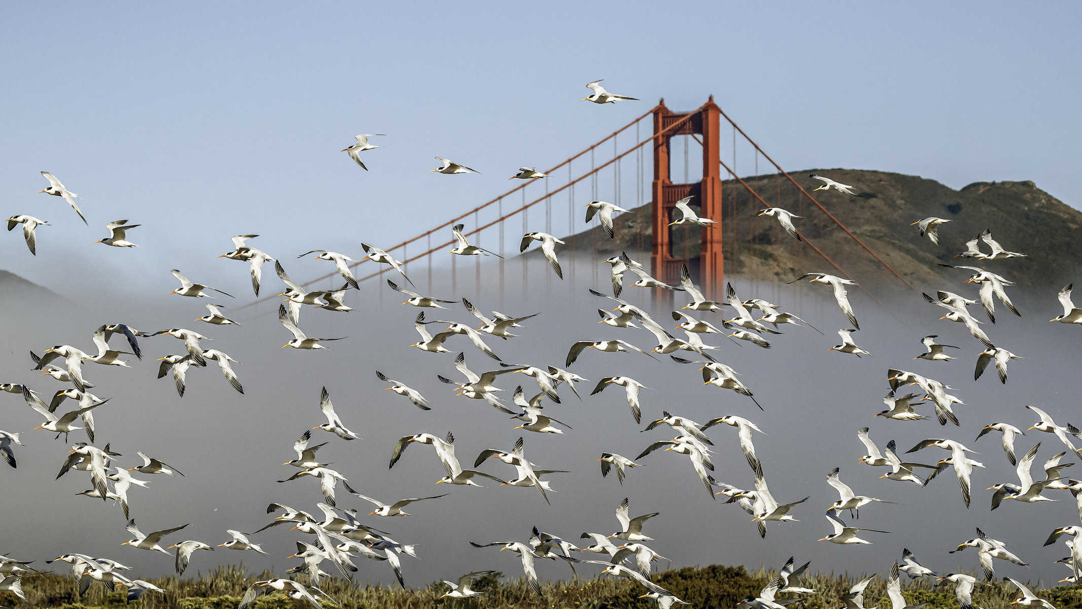 200 Hurrying Bird On Water Stock Photos, High-Res Pictures, and