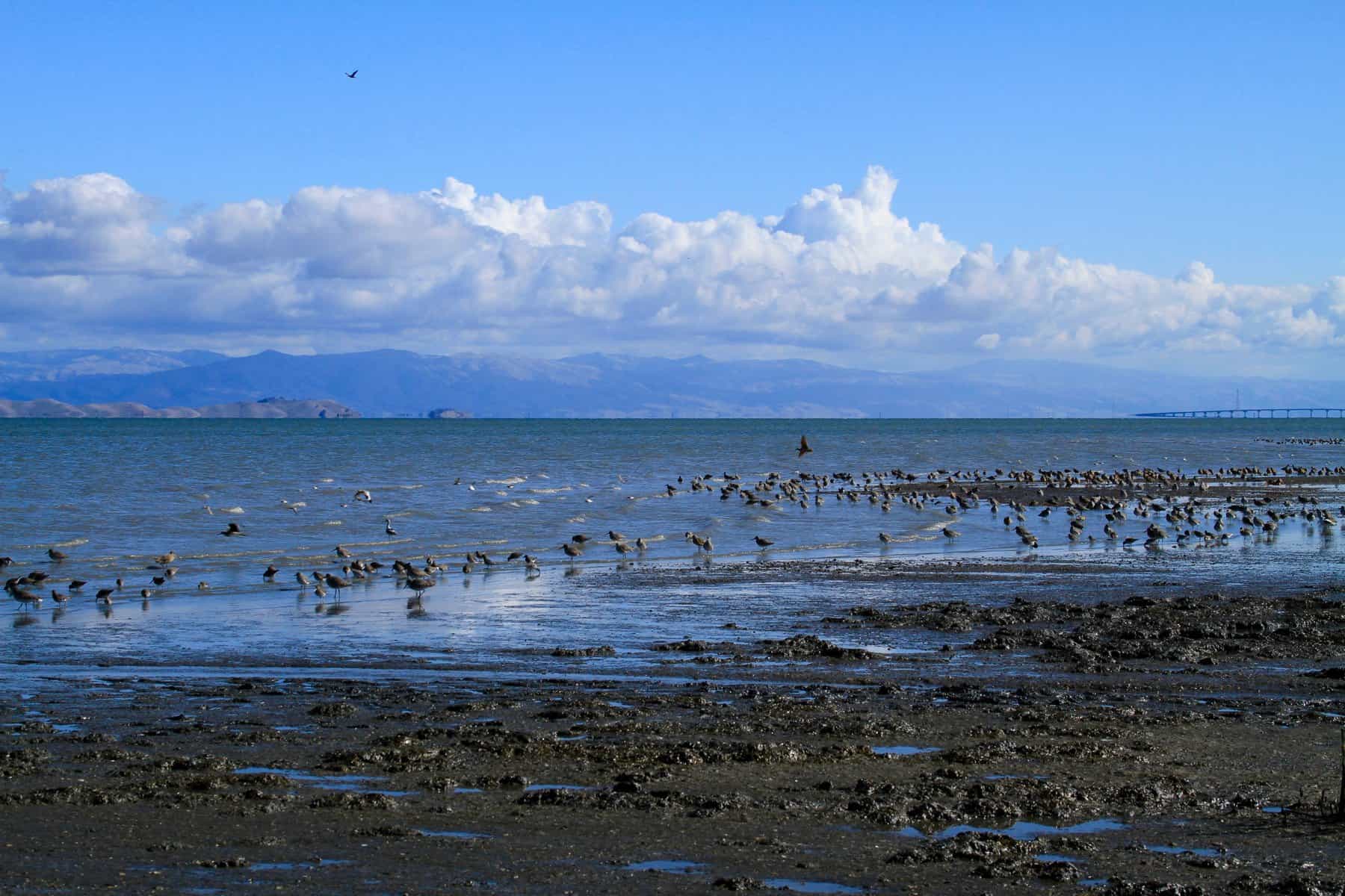 Birds of the Bay - Save The Bay