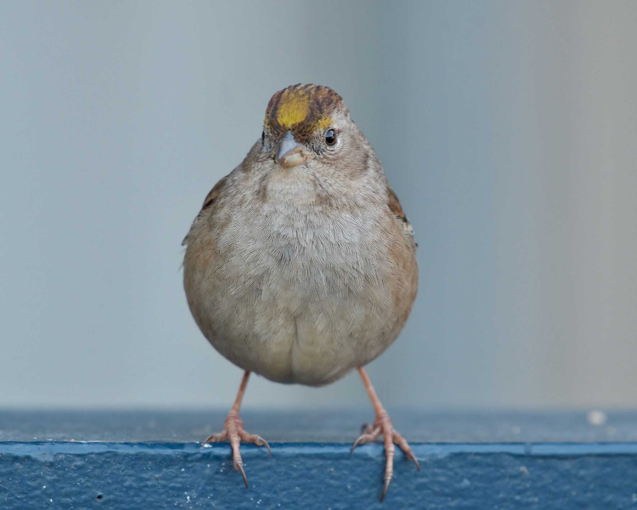 Birds of the Bay - Save The Bay