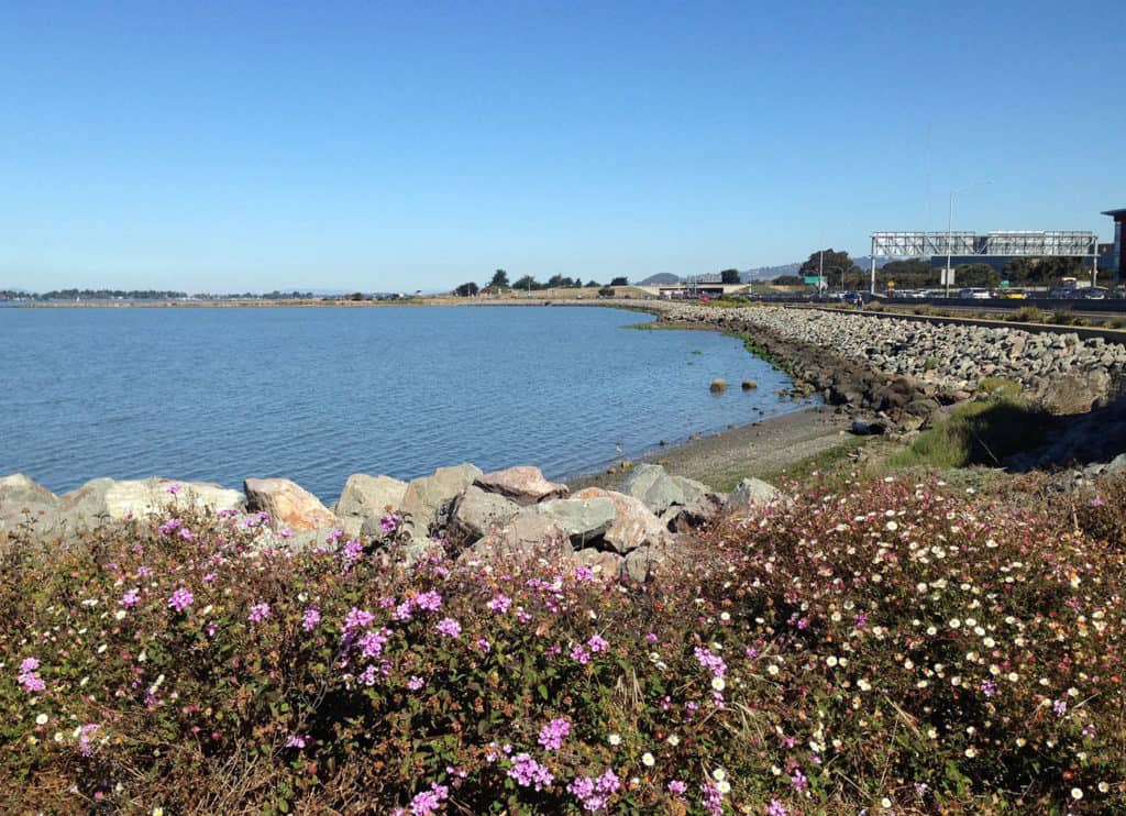 shoreline in oakland with flowers