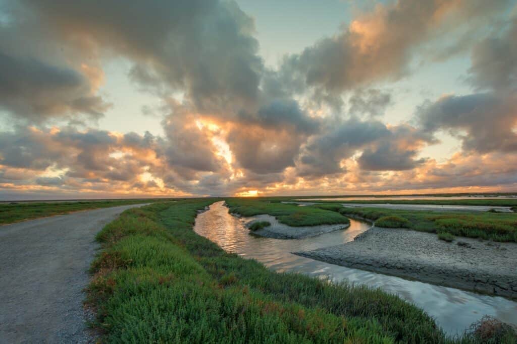 tidal wetlands in the sunset