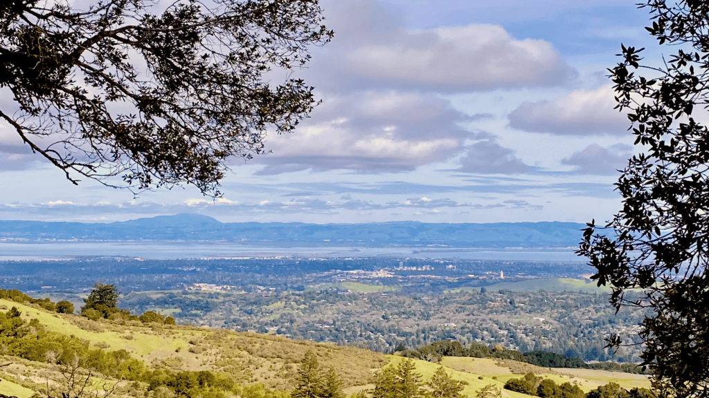 View of the Bay from behind trees on a hill