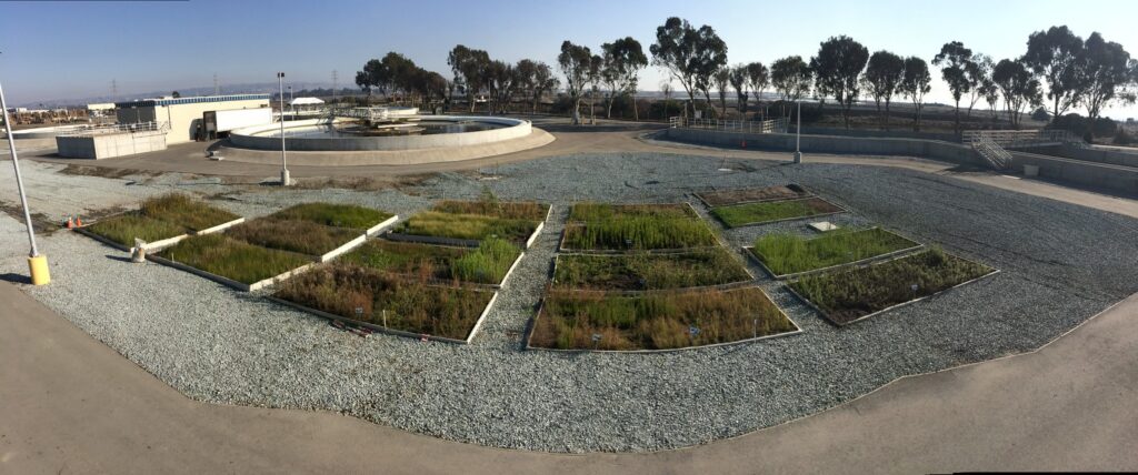 Raised beds growing plant material for vegetating Oro Loma