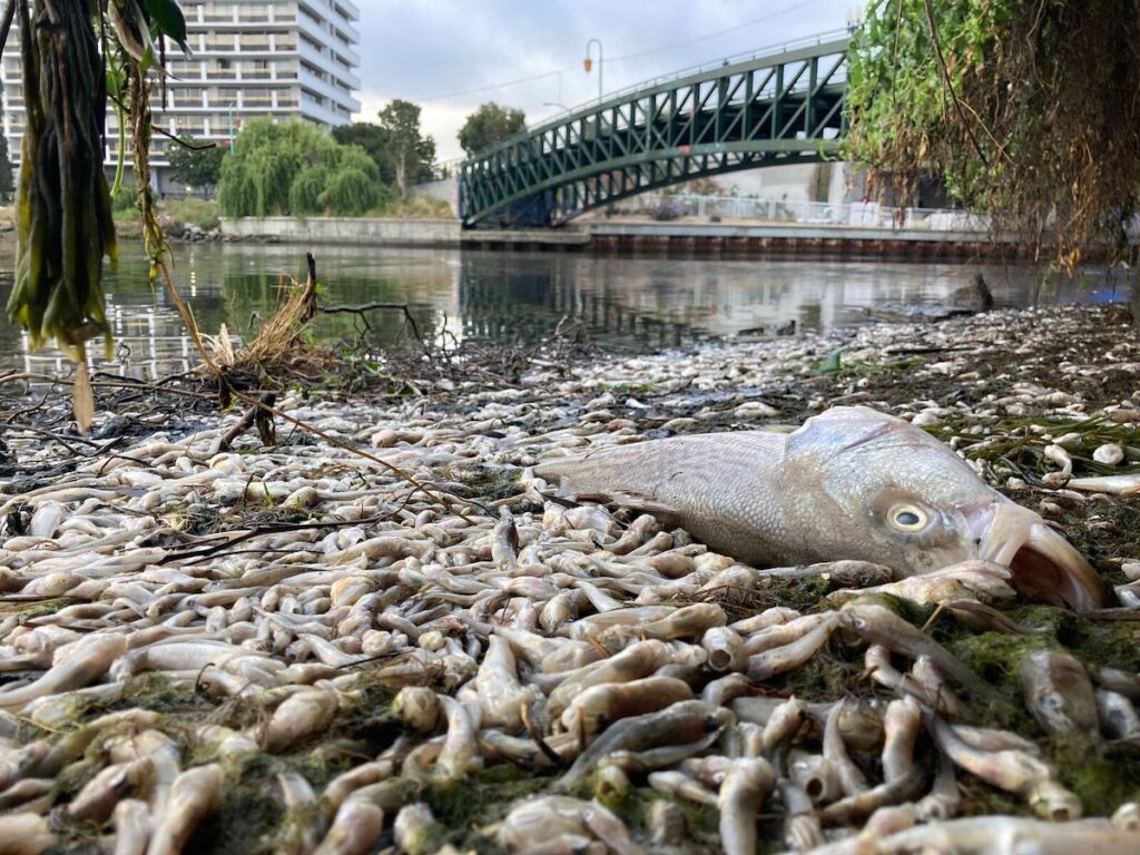 Pile of dead fish on the shore of Lake Merrit from algae bloom