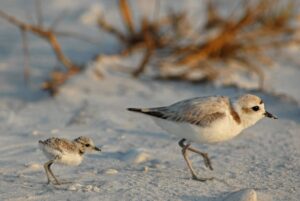 Snowy Plovers adult and chick