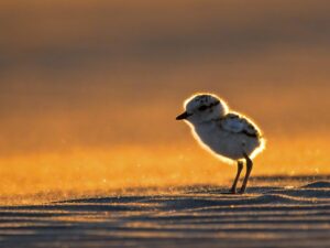 Snowy Plover chick